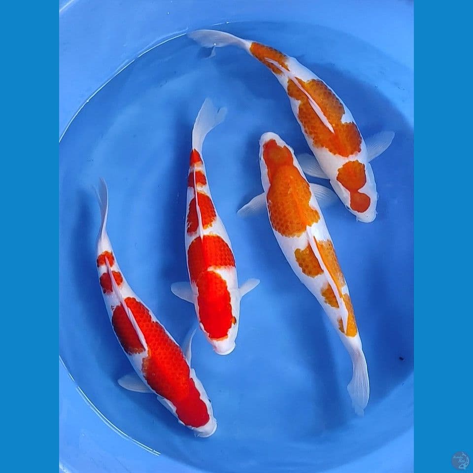 Kohaku Collection 40-44cm