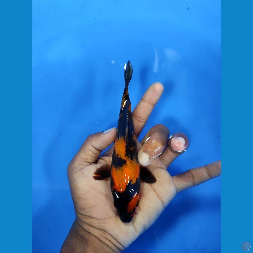 HiUtsuri 17cm