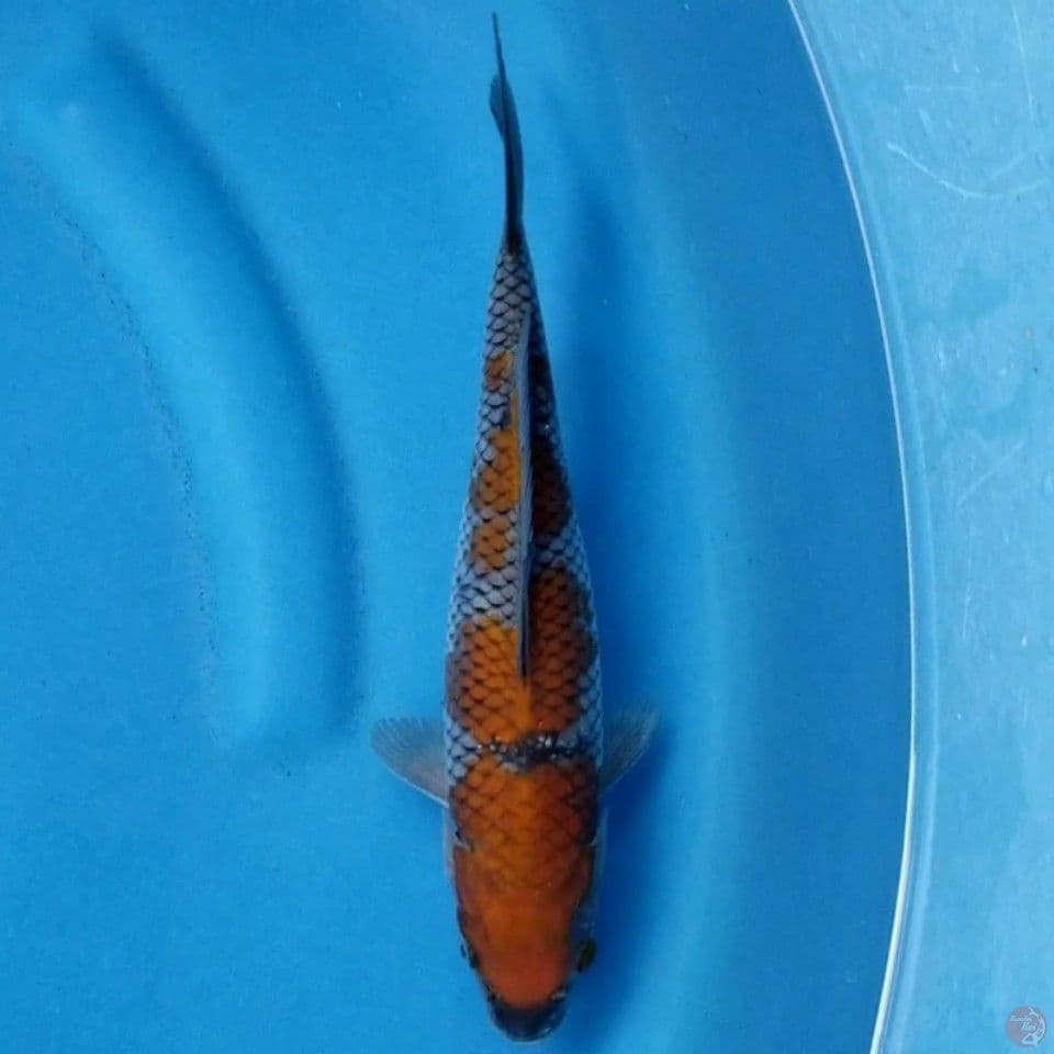 OCHIBA SHIGURE 25 CM