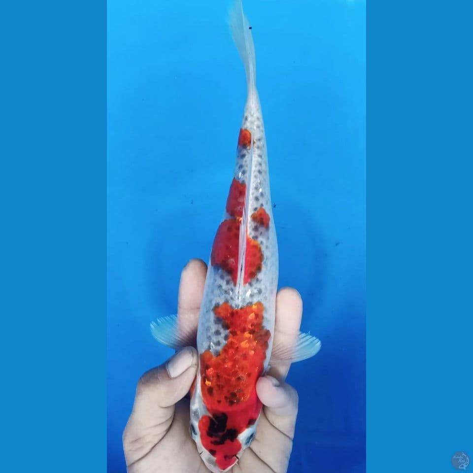 QURO GOSHIKI F 28CM