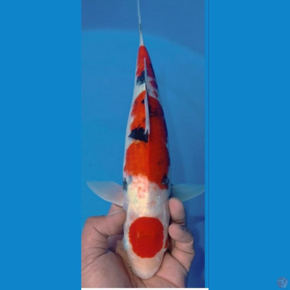 SANKE 39CM