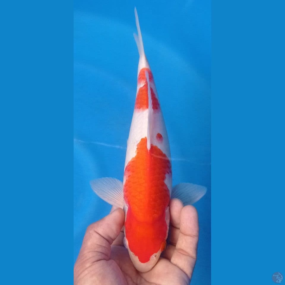 kohaku 30cm
