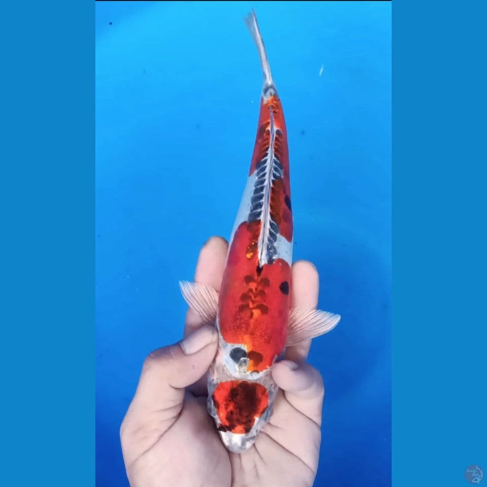 BENIKIKO M 28CM