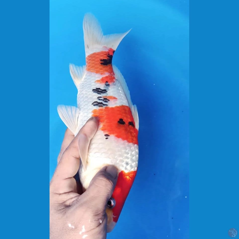 SANKE M 30CM