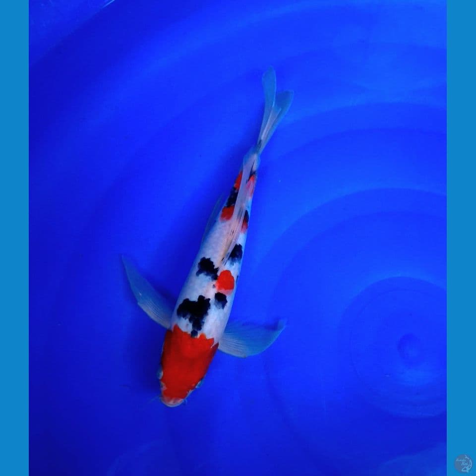 kumpay sanke 30cm (male)