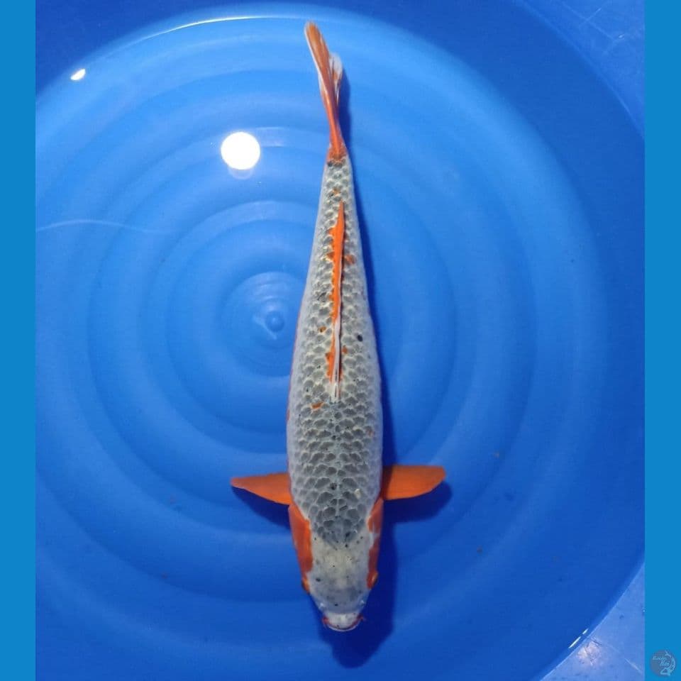 Asagi 65cm