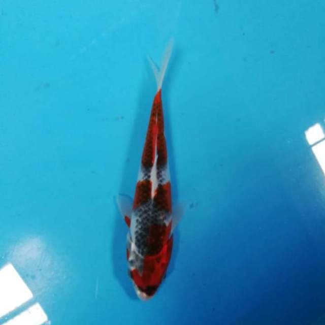 25bu Red Strong Gosiki