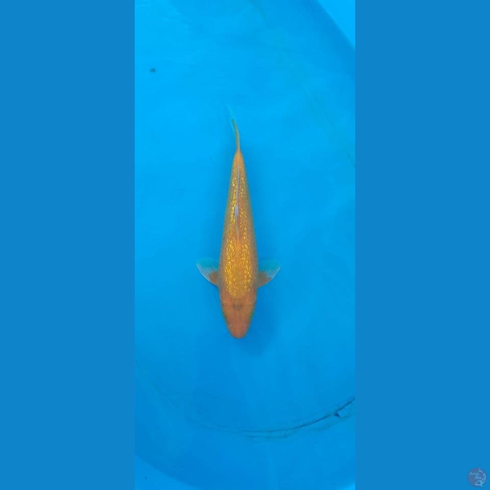 28cm ( jantan) karashi gindrin