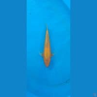 28cm ( jantan) karashi gindrin