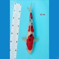 sanke sq malle 32 cm