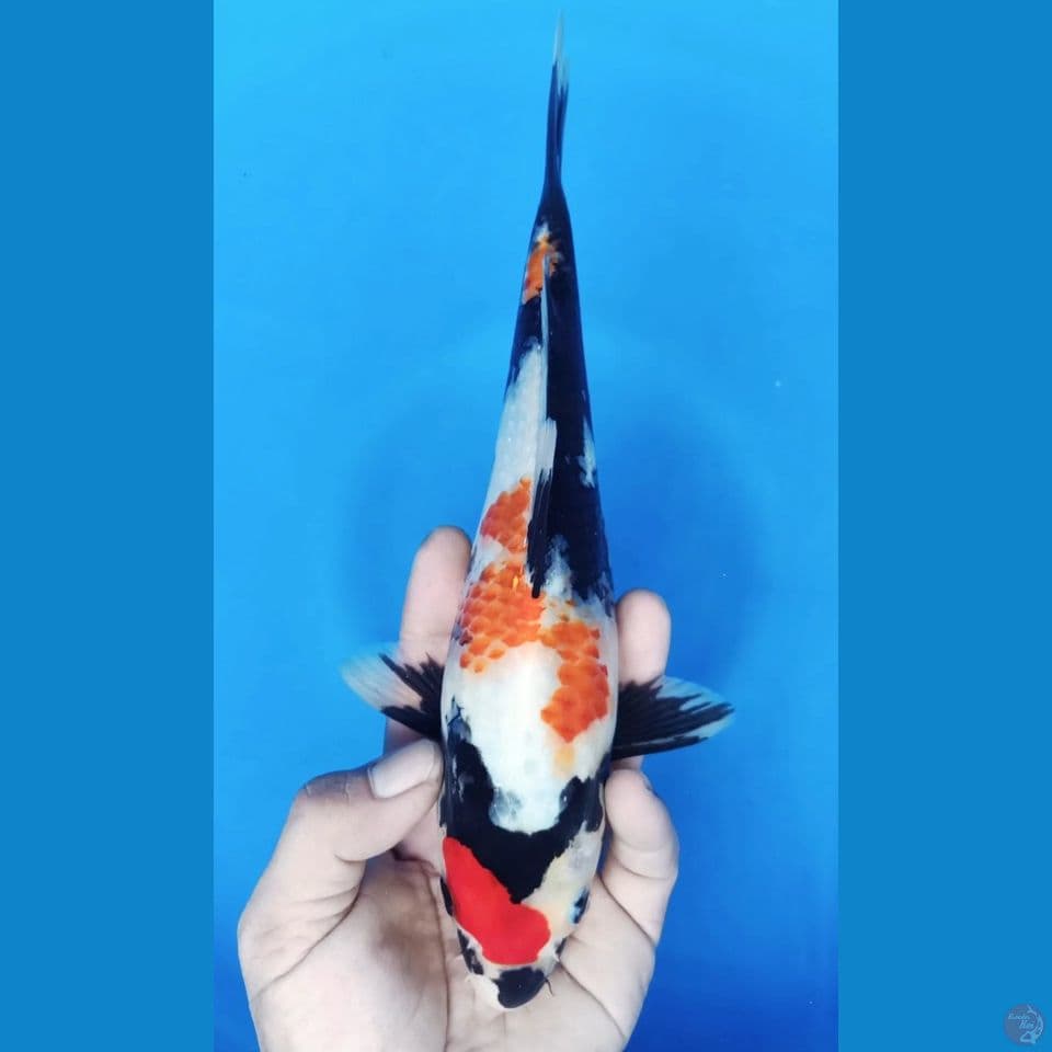 SHOWA M 28CM