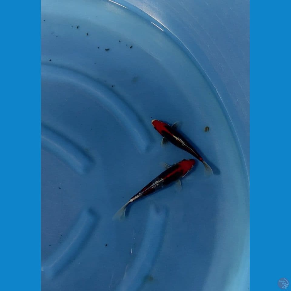 benikumon 17-21cm