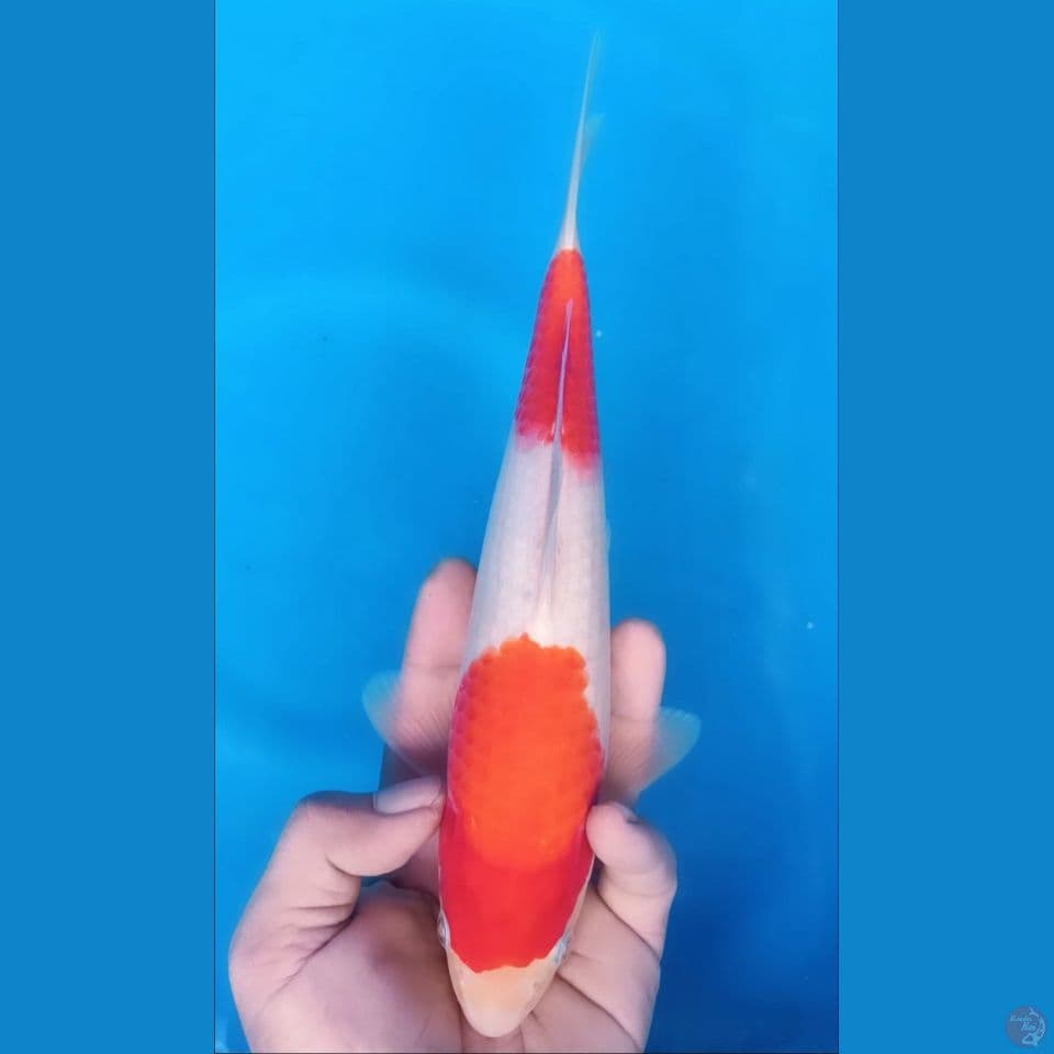 KOHAKU M 28CM