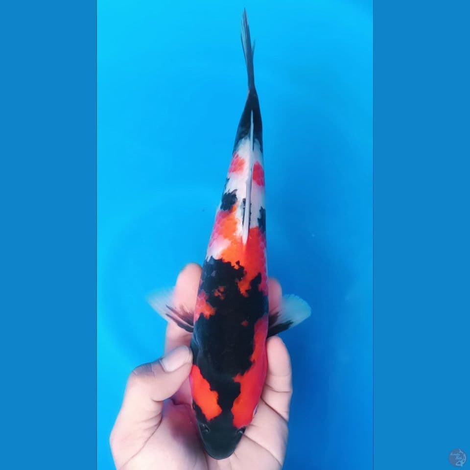 SHOWA  M 30CM