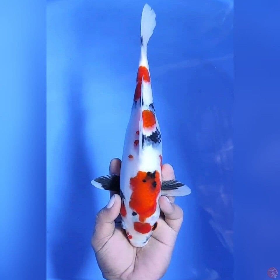 SHOWA KINDAI # 30CM - F