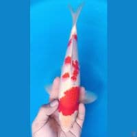 KOHAKU M 31CM