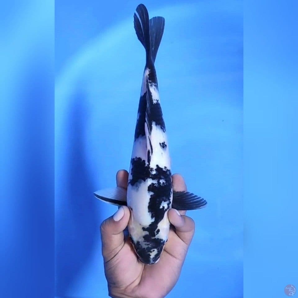SHIRO UTSHURI # 30CM - M