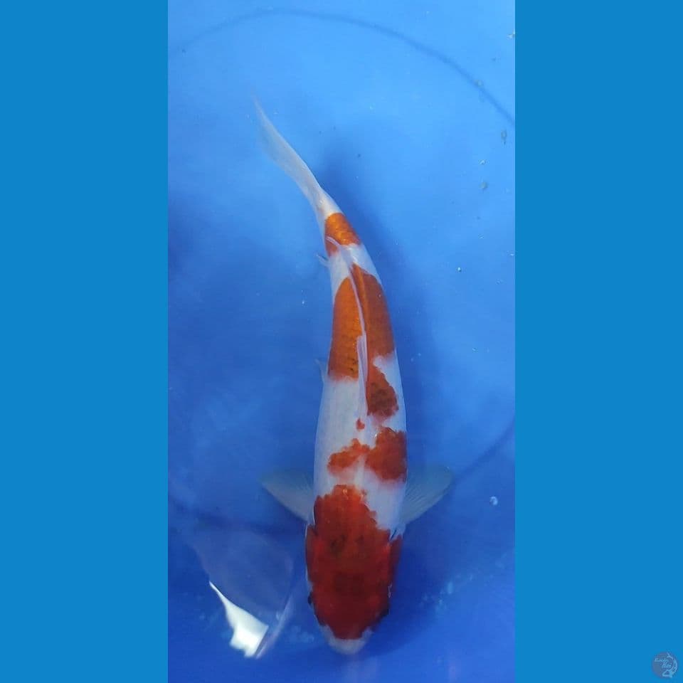 AIKOROMO 34 CM JANTAN