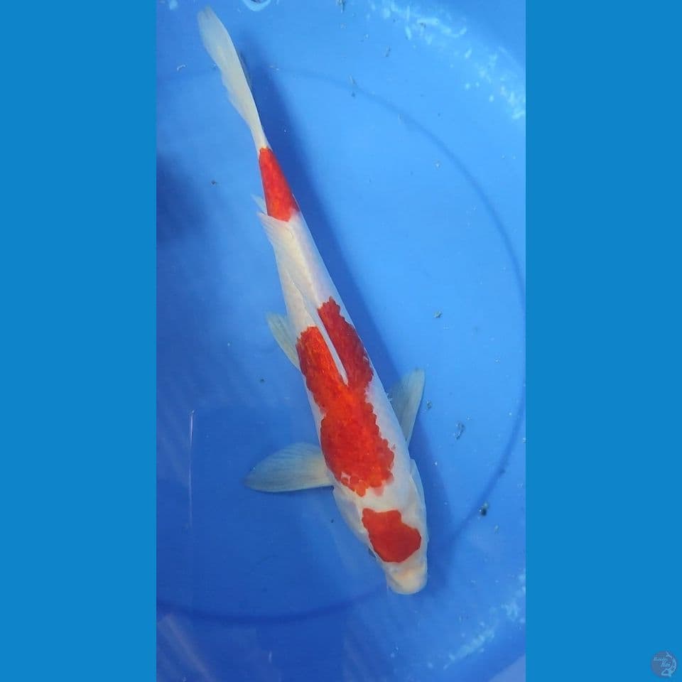 ORIGINAL MARUTEN KOHAKU 34 CM JANTAN 