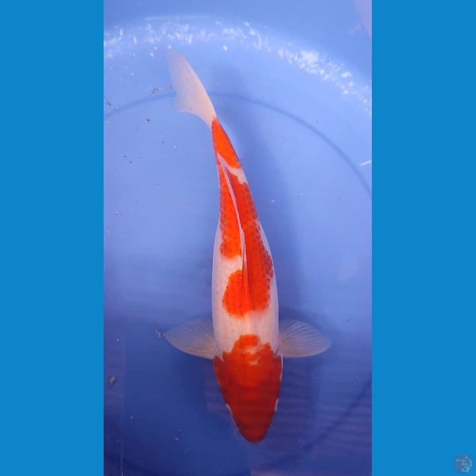 Original Kohaku 32.5 Jantan 