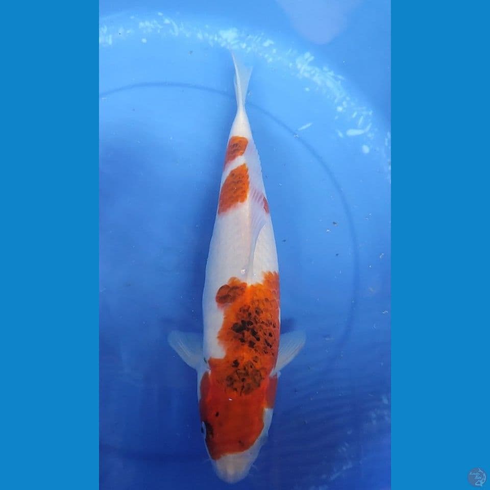 JUMBO AIKOROMO BERPUNUK 36 cm FM