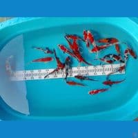 doitsu kohaku showa utsuri 25ekor