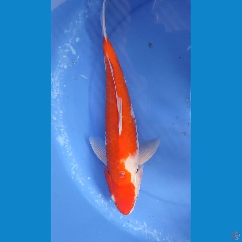 Original Kohaku 33 cm Jantan