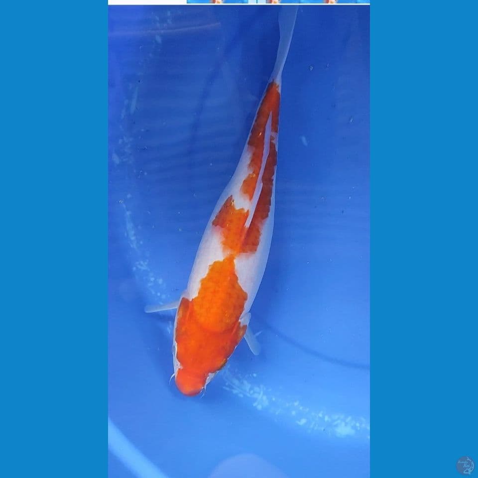 Original Kohaku Berpunuk 31 cm FM 