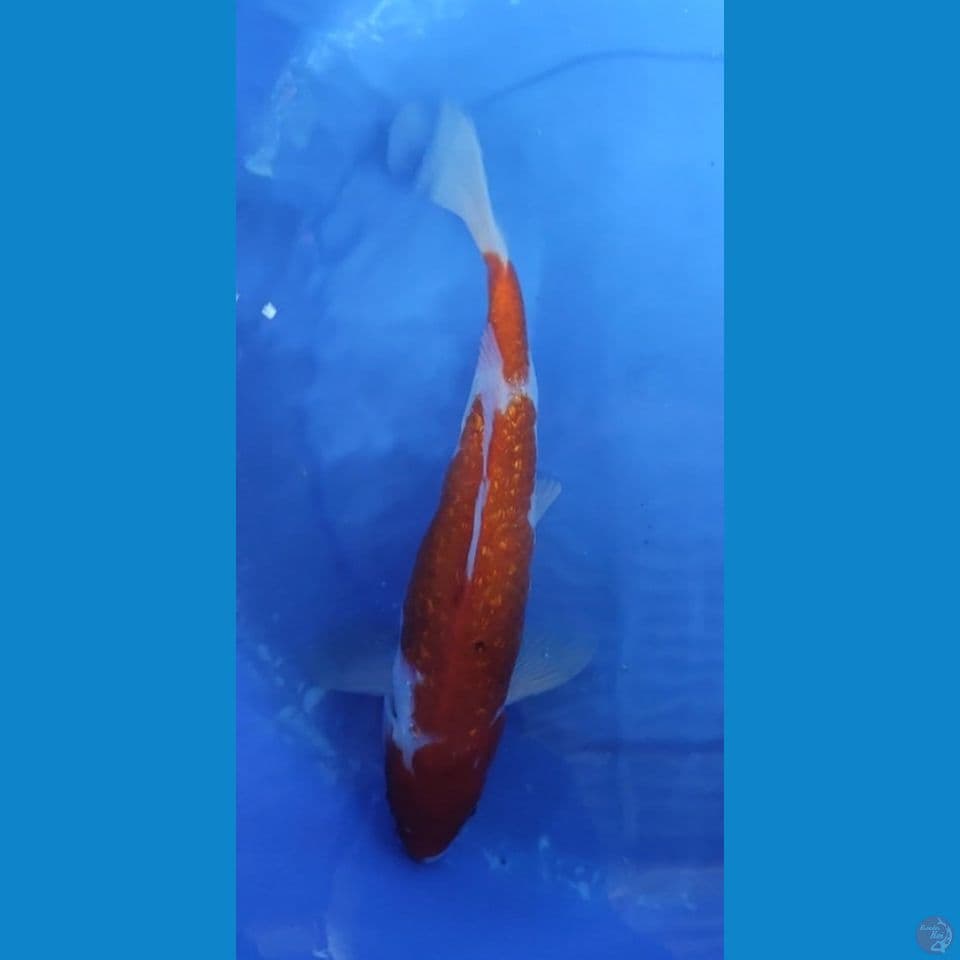 Original Kohaku Full Gindrin 32 cm Jantan