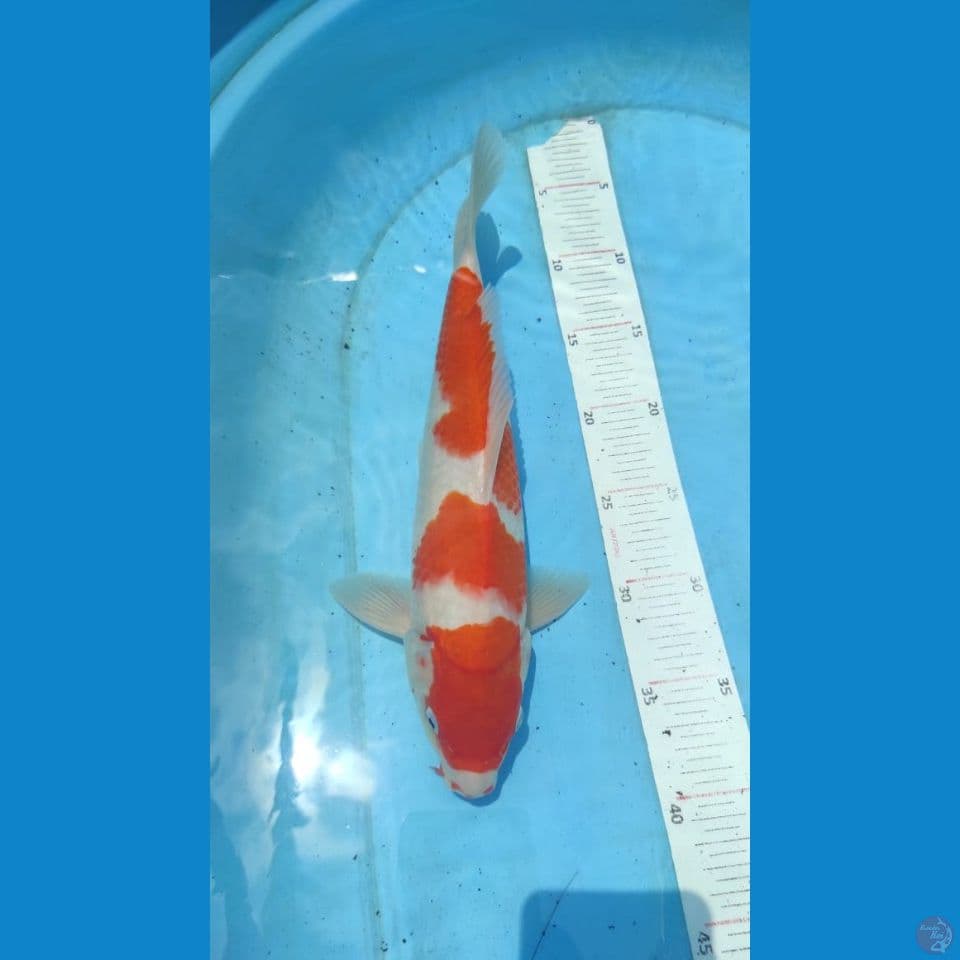 kohaku 34cm