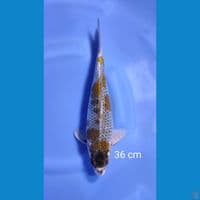 ochiba 36cm