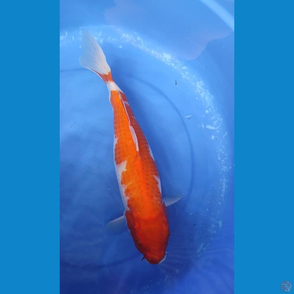 Jumbo Original Kohaku 38 cm FM