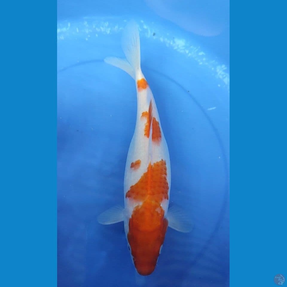 Original Kohaku 33 cm FM