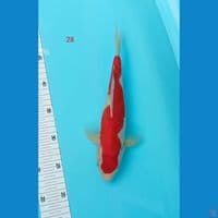 kohakhu inazuma 28 cm 