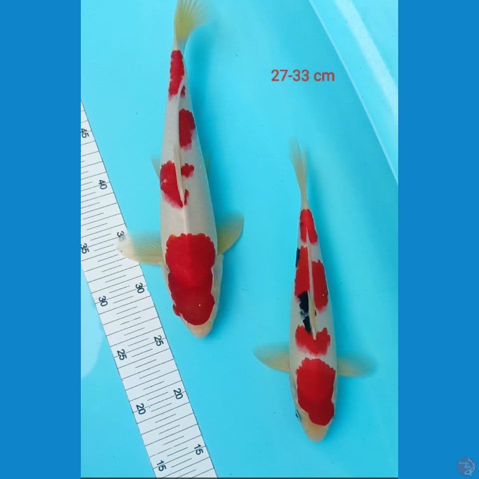 mix 33-27 cm