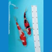 mix 25-26 cm
