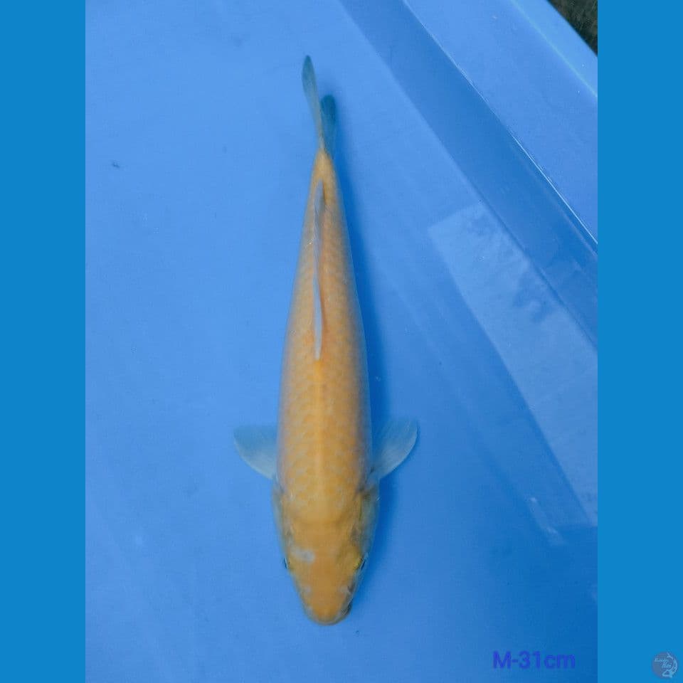 Karashi Lemon M-31CM