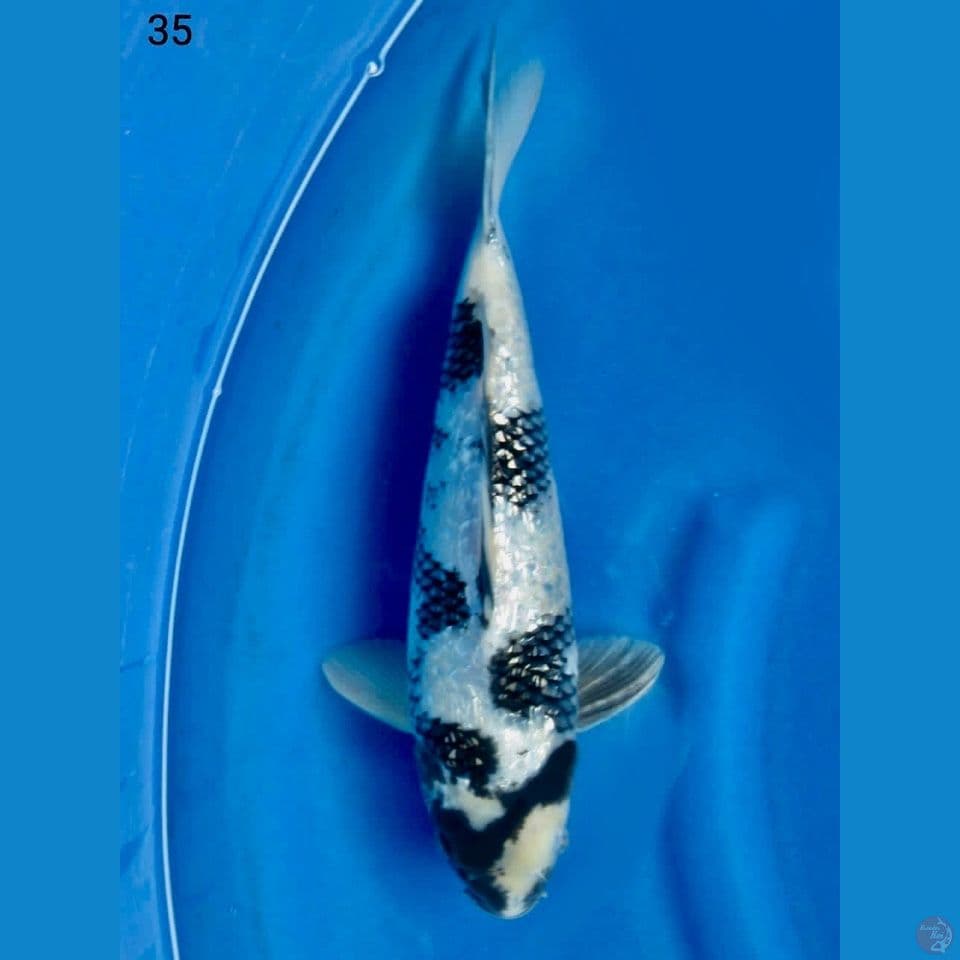 Siro full gingrin 35cm male