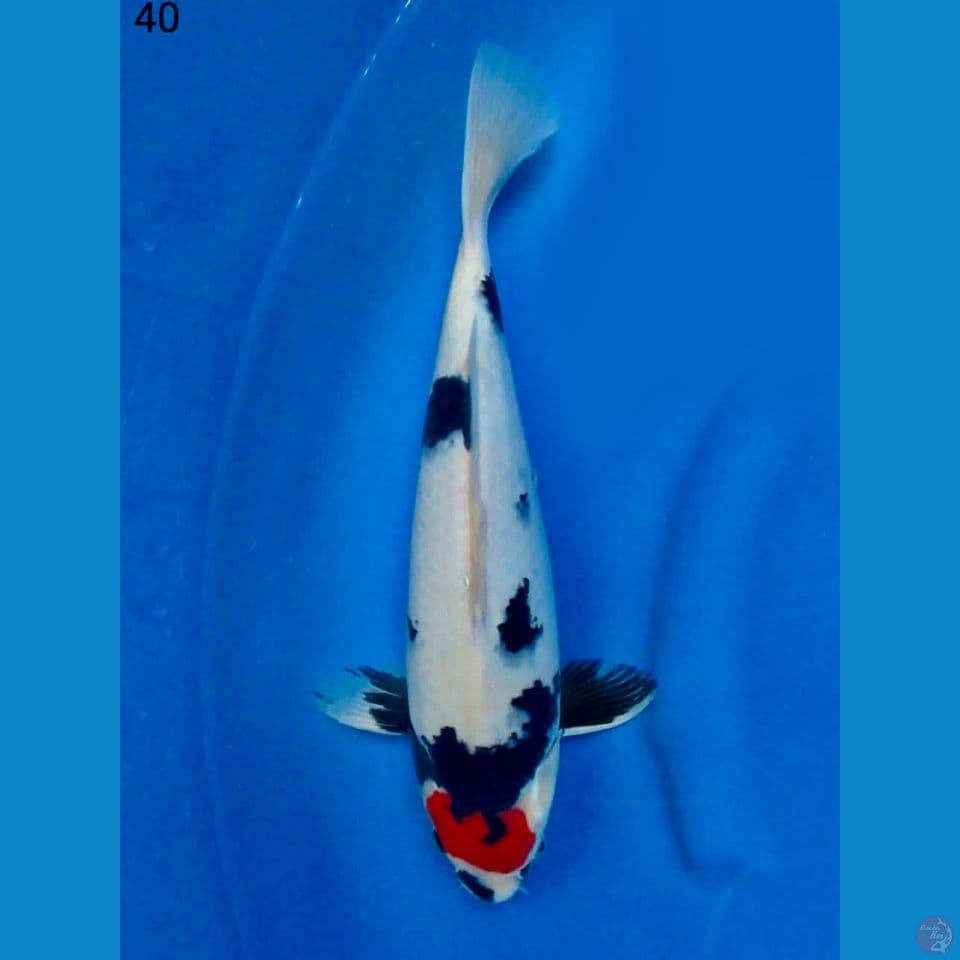 Tancho showa ori 40cm male 