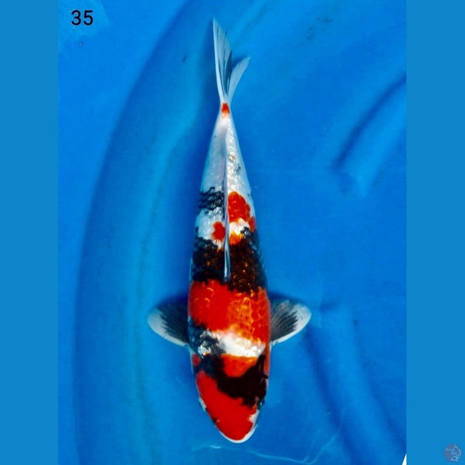 Showa full gingrin 35cm 