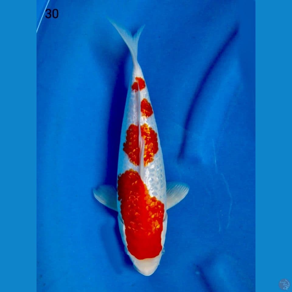 Kohaku full gingrin ori 30 cm male 