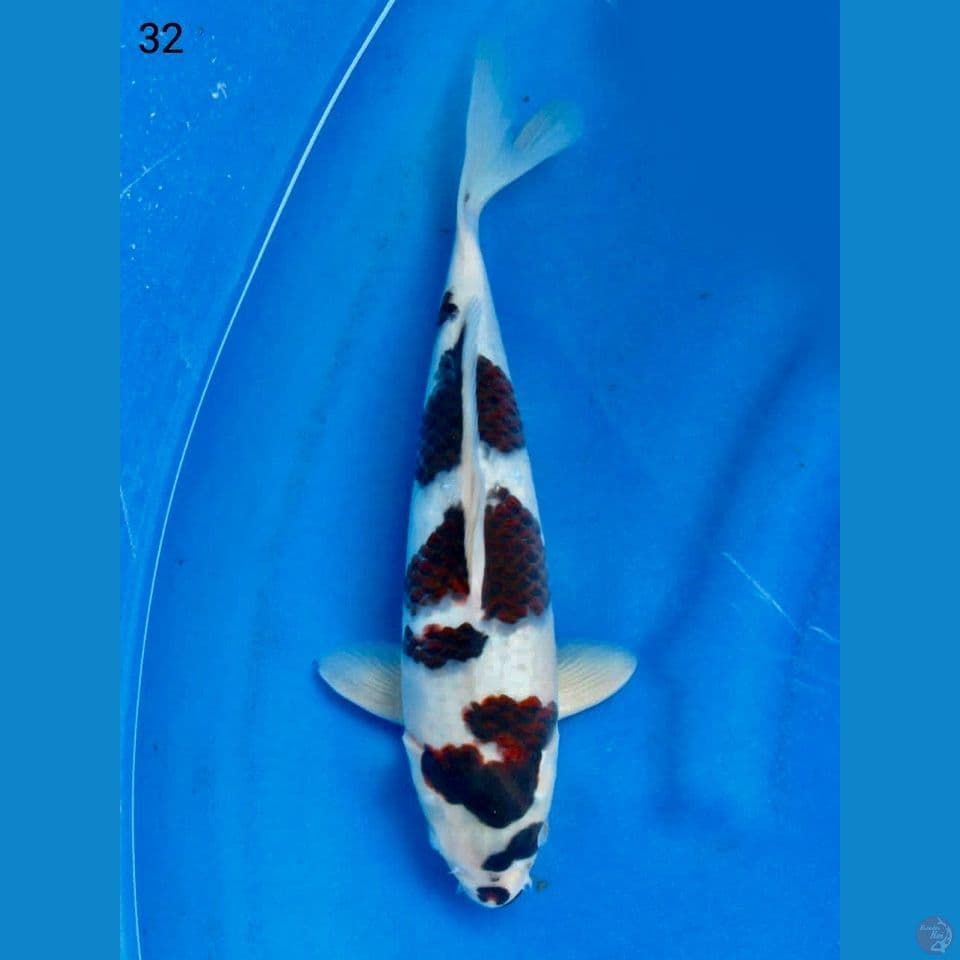 Koromo original 32cm male