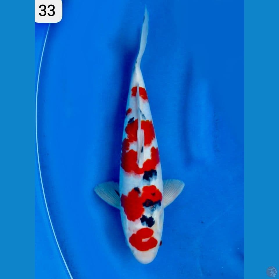 Sanke original 33cm male 