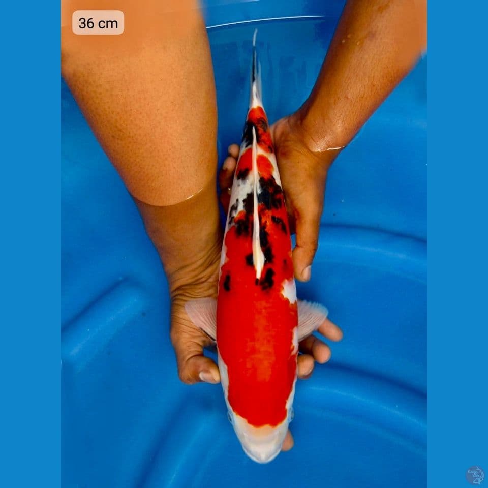 Red Sanke 36cm male 