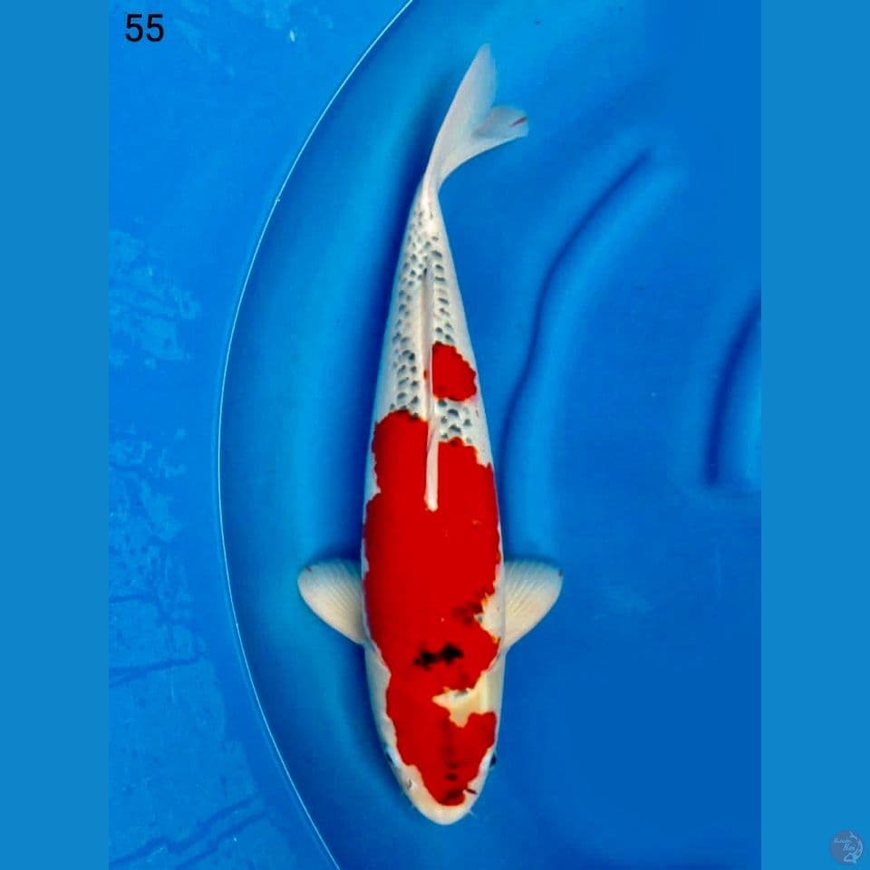 Red Gosiki 55 cm 
