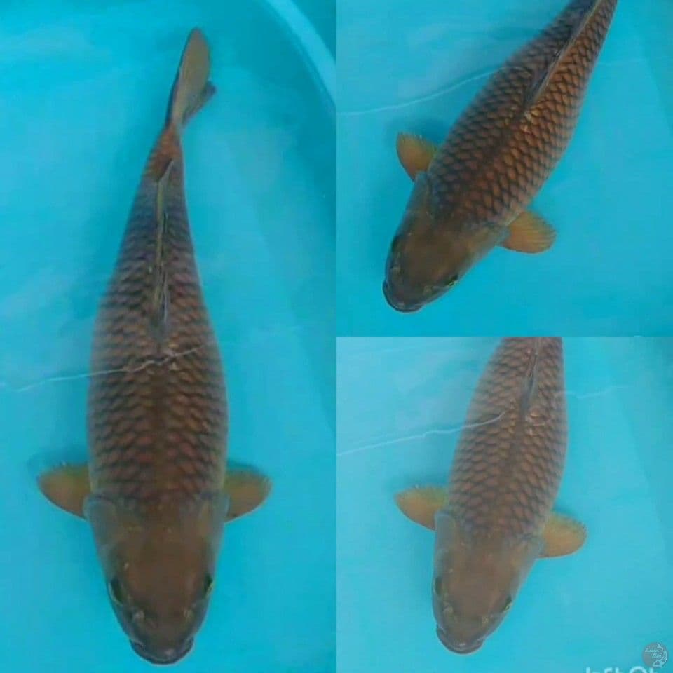 Midori 52 cm