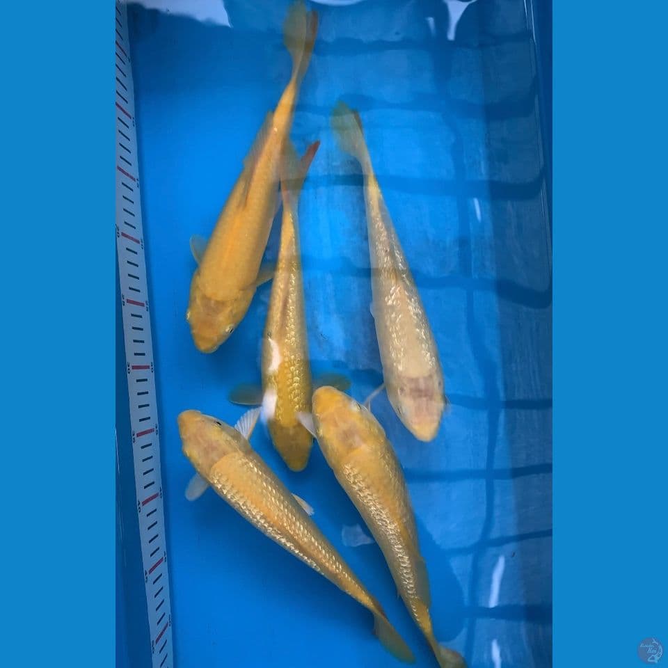 paket karasi 27-30 