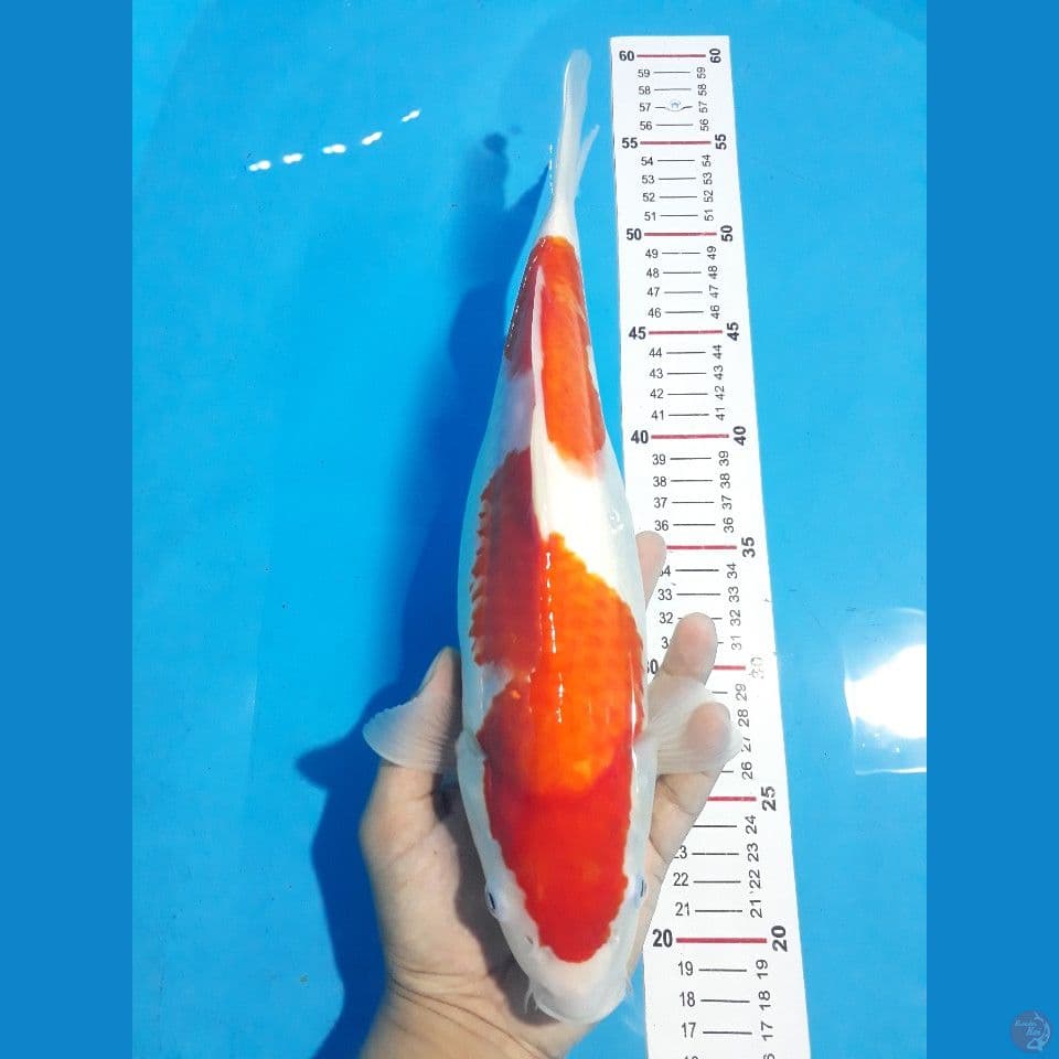Kohaku 2step Ori (Female40bu)