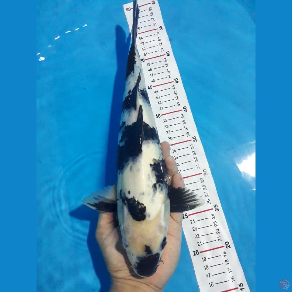 Shiro Utsuri Motogoro full (Male40bu)