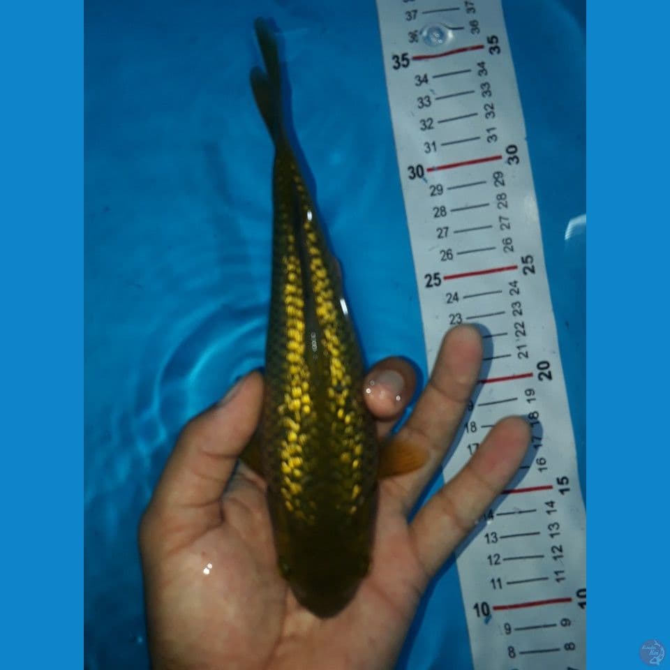 Midori GinrinBahan Show 25bu